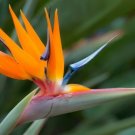 Bird of Paradise Strelitzia Flower Plant Rare Home Live Plant - Plant for Your Home Garden
