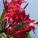 Cutting Red Exotic Plumeria Frangipani Plant Rare Home Live Plant - Plant for Your Home Garden