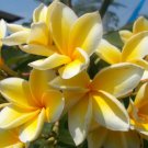 Cutting Yellow Exotic Plumeria Frangipani Plant Rare Home Live Plant - Plant for Your Home Garden
