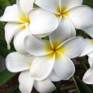 Cutting White Exotic Plumeria Frangipani Plant Rare Home Live Plant - Plant for Your Home Garden