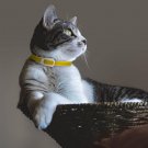 Pet Cat Repellent Collar Safe and non-toxic