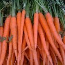 NEW ! CARROT TENDERSWEET SEEDS - 200PCS SEEDS
