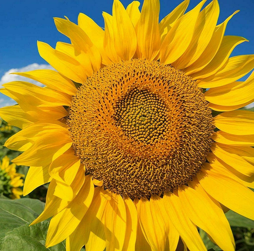 Mammoth Grey Stripe Sunflower Seeds | Huge Giant Russian Sun Flower ...