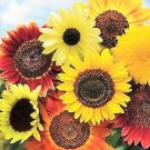 8 Species Mix Sunflower Seeds For Planting Assorted Variety Sun Flower Seed 2022