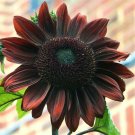 Chocolate Cherry Sunflower Seeds | Garden Flowers Dark Red Sun Flower Seed 2022