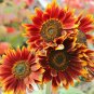 Autumn Beauty Sunflower Seeds | For Planting Orange Garden Sun Flower Seed 2022