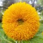 Tall Teddy Bear Sunflower Seeds | Giant Sungold Big Gold Sun Flower Seed 2022