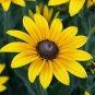 Black Eyed Susan Flower Seeds | Perennial Garden Sunflower Sun Flower Seed 2022