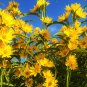 Maximilian Sunflower Seeds | Prairie Sun Flower Perennial Wildflower Seed 2022