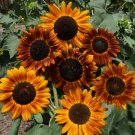 Earthwalker Sunflower Seeds | Helianthus Tall Sunset Shades Sun Flower Seed 2022