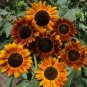 Earthwalker Sunflower Seeds | Helianthus Tall Sunset Shades Sun Flower Seed 2022