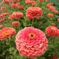 Coral Beauty Zinnia Seeds | USA Garden Flower Pink Salmon Rose Color Seed 2022