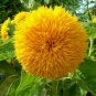 Teddy Bear Sunflower Seeds | Sungold Dwarf Sun Flower Fresh Garden Seed for 2022