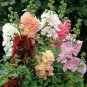 Summer Carnival Hollyhocks Seeds |Alcea Rosea Rose Holly Garden Flower Seed 2022