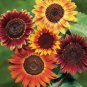 Evening Sun Sunflower Seeds | Helianthus Bicolor Red Orange Sun Flower Seed 2022