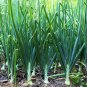 Tokyo Long White Scallion Seeds | Green Spring Onion Chives Asian Vegetable 2025