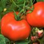 Rutgers Tomato Seeds | New Jersey Best Flavor Heirloom Garden Vegetable Seed 2022