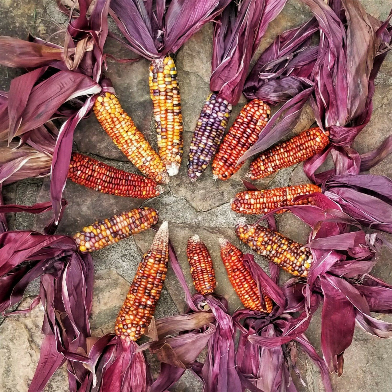 Seneca Red Stalker Ornamental Corn Seeds | Purple Red Husk Dent Indian Seed 2022