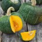 Buttercup Squash Seeds | Green Pumpkin Asian Japanese Kabocha Vegetable Seed 2022