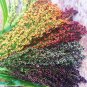 Rainbow Colors Broom Corn Seeds | Colorful Sorgum Millet Wild Flower Seed 2022
