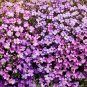 PURPLE ROCKCRESS 'Aubrieta' Groundcover PERENNIAL Bees LOVE Non-GMO 200 Seeds!!