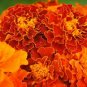 French Marigold PETITE MIX Double Dwarf Beneficial Heirloom Non-GMO 100 Seeds!