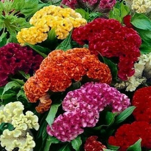 Celosia CRISTATA Mixed Cockscomb Dried Flowers Cutflowers Non-GMO 100 Seeds!