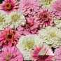 Zinnia STRAWBERRY PARFAIT Mix Flowers Pollinators Butterflies Non-GMO 100 Seeds!