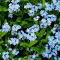 Forget Me Nots BLUE Perennial Cut Flowers Spring Blooms Non-GMO 100 Seeds