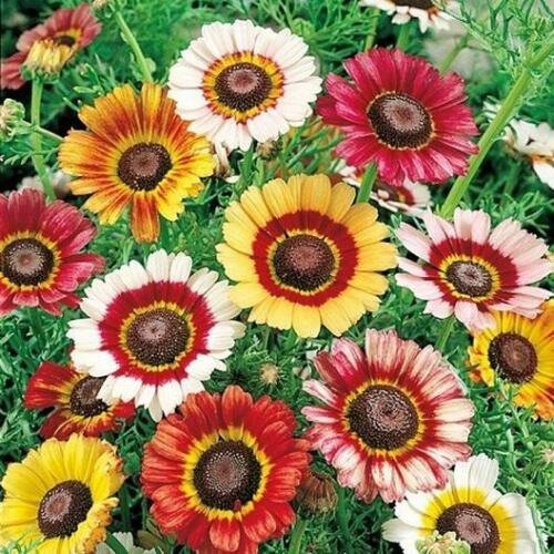 Painted Daisy MIXED Colors Pollinators Butterflies Perennial Non-GMO 100 Seeds!
