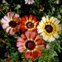 Painted Daisy MIXED Colors Pollinators Butterflies Perennial Non-GMO 100 Seeds!
