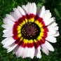 Painted Daisy MIXED Colors Pollinators Butterflies Perennial Non-GMO 100 Seeds!