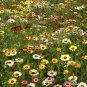 Painted Daisy MIXED Colors Pollinators Butterflies Perennial Non-GMO 100 Seeds!