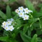 Forget Me Nots WHITE Rare Perennial Early Blooms Sun or Shade Non-GMO 100 Seeds