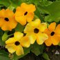 BLACK EYED SUSAN VINE Mixed Colors Tender Perennial Pollinators Non-GMO 25 Seeds