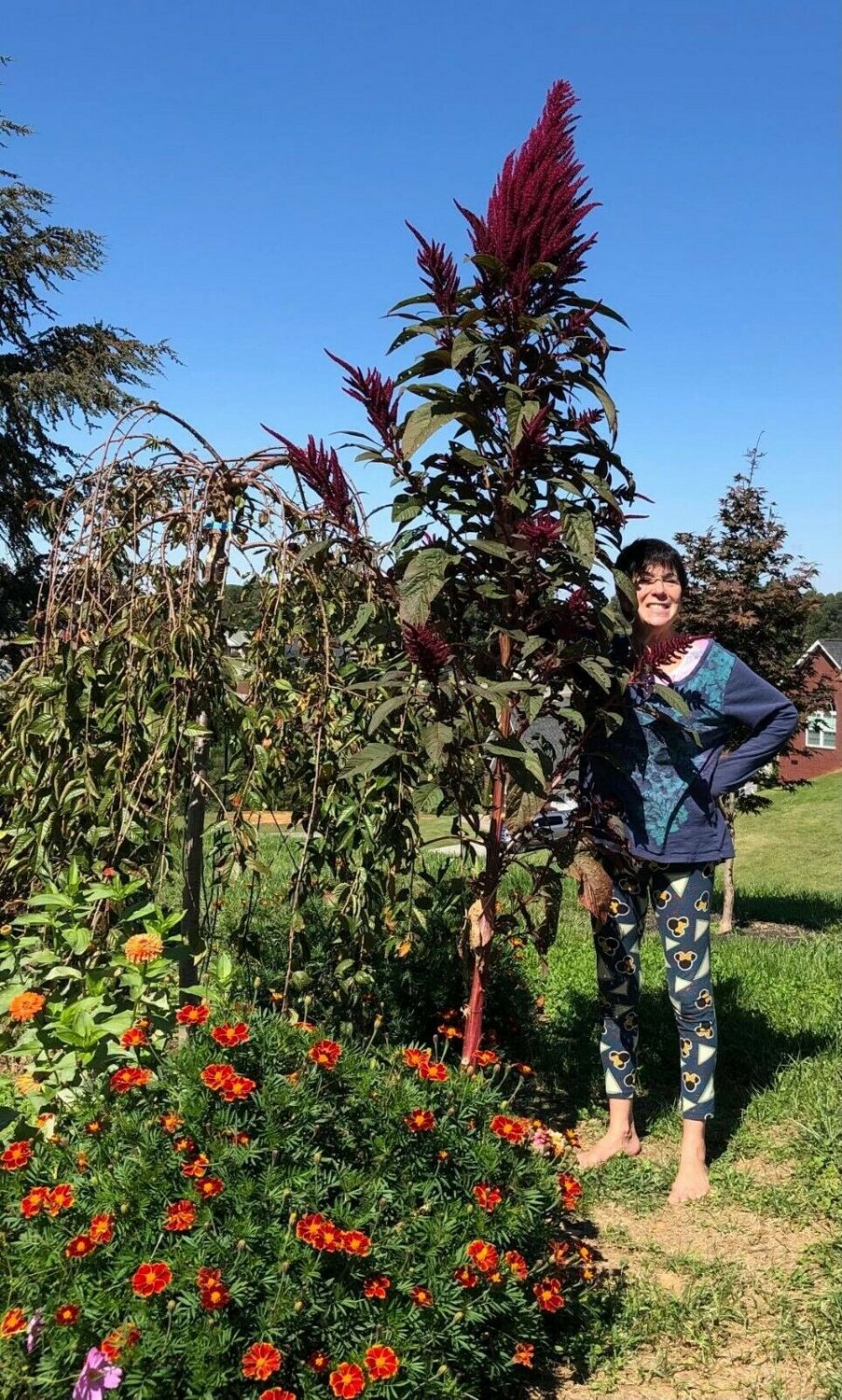 Amaranth OPOPEO Tall HEIRLOOM Edible Leaves Cut Flower TALL! NonGMO