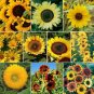 SUNNY Sunflower Mix 10 Species Annual/Perennial Non-GMO Hummingbirds 50 Seeds