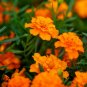 French Marigold TANGERINE DOUBLE DWARF Beneficial Plant Non-GMO 100 Seeds!