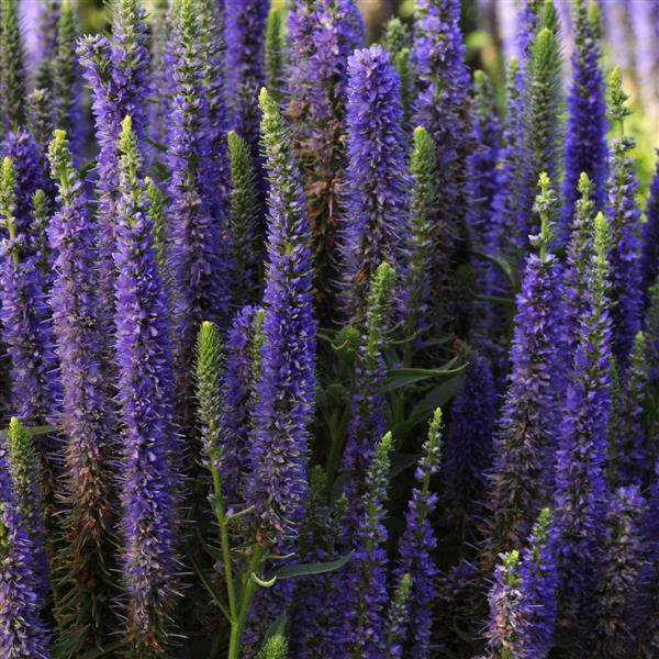 Veronica Spicata- 50 Seeds