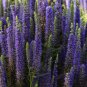 Veronica Spicata- 50 Seeds