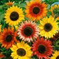 Sunflower- Autumn Beauty Mix- 100 Seeds