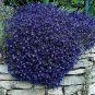 Rock Cress- Aubrieta- Blue- 50 Seeds