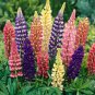 Lupine- Polyphyllus- Russell Mix- 100 Seeds