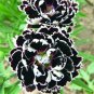 Dianthus- Heddewigii- 25 Seeds
