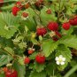 Wild Strawberry- Vesca - 100 seeds