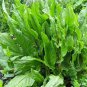 Sorrel- Rumex Acetosa- 200 Seeds