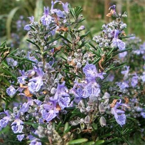 Rosemary- 50 seeds