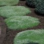 Irish Moss- 100 Seeds