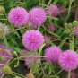 Mimosa Pudica- Sensitive Plant- 50 Seeds