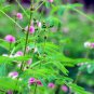 Mimosa Pudica- Sensitive Plant- 50 Seeds